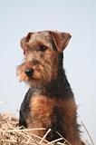 WELSH TERRIER 126
